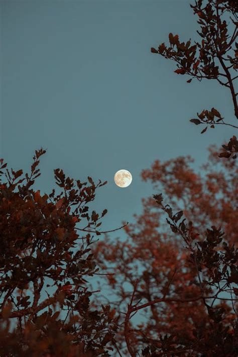 Full Moon Over the Tree · Free Stock Photo