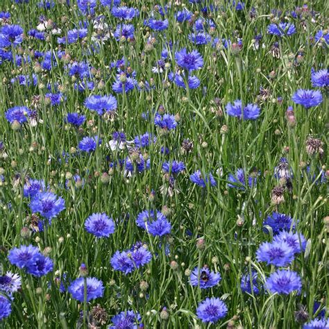 Cornflower | Centaurea cyanus | De Bolster Organic Seeds