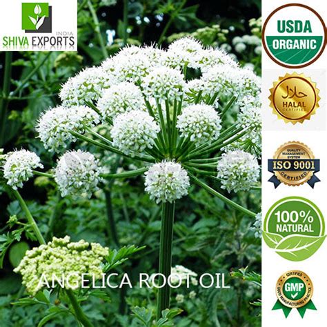 Angelica Root Oil - Buy Angelica Archangelica Essential Oil – Shiva Exports India