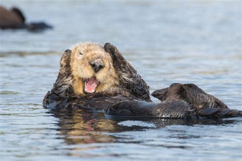 393 Funny Sea Otters Stock Photos - Free & Royalty-Free Stock Photos ...