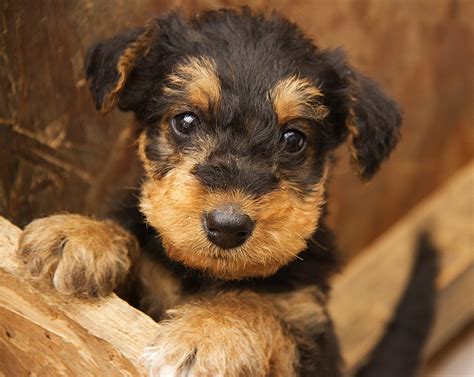 Pups | Airedale Terrier pups at 6 weeks old. | Marilyn Peddle | Flickr