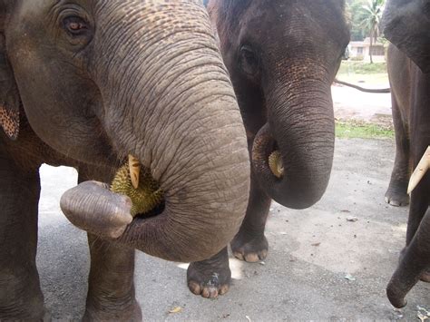 Feeding Elephants Durian