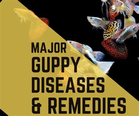 11 Guppy Diseases and Their Remedies - Guppy Fish Care