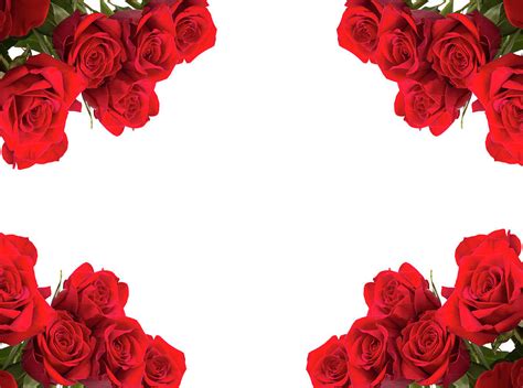 Red roses as frame on white background Photograph by Artush Foto - Pixels