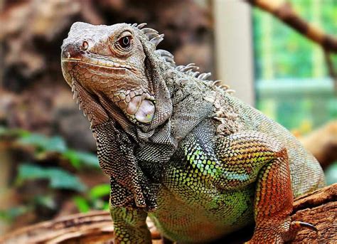 The Iguana Spirit Animal - Angel Numbers | Zodiac | Tarot | Symbolism