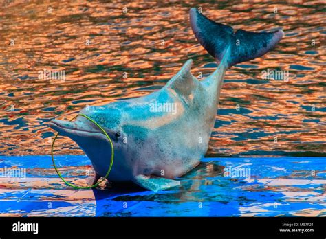 Cute Indo-Pacific humpback dolphin (Sousa chinensis) ,or Pink dolphin, or Chinese white dolphin ...