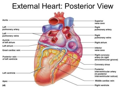 Posterior View of the Human Heart