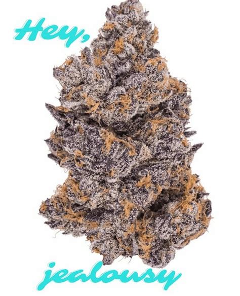 Jealousy Strain Review: Effects, Potency & Growing Guide