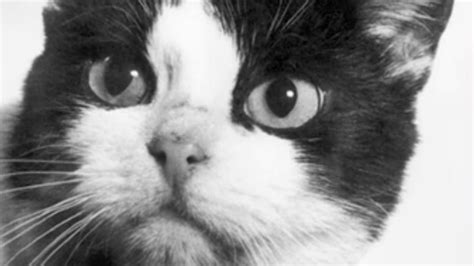 A Brief History of Félicette, the First Cat in Space | Mental Floss