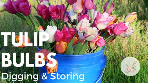 Digging & Storing Tulip Bulbs - Cut Flower Farm - How to grow flowers - Gardening - Farmer ...