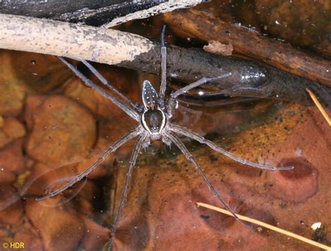 Fishing Spider water