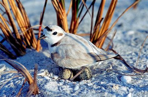 It is waterbird nesting season - The SWFL 100