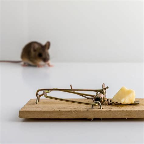 Fact or Fiction: Is Cheese the Best Bait for Mice? | The Family Handyman