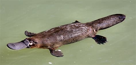 The Platypus: World’s Strangest Mammal – Moss and Fog