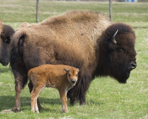 New baby bison born at Fermilab