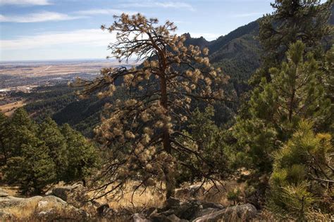 colorado pine trees dying - Natalia Mcadams