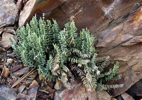 Cliff-brake fern (Pellaea bridgesii) - Stock Image - B450/0433 ...