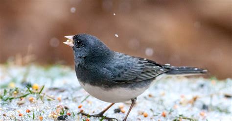 How to Welcome Winter Birds | Audubon