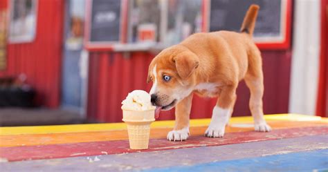 How to Make Homemade Ice Cream Dog Treats | Pawstruck