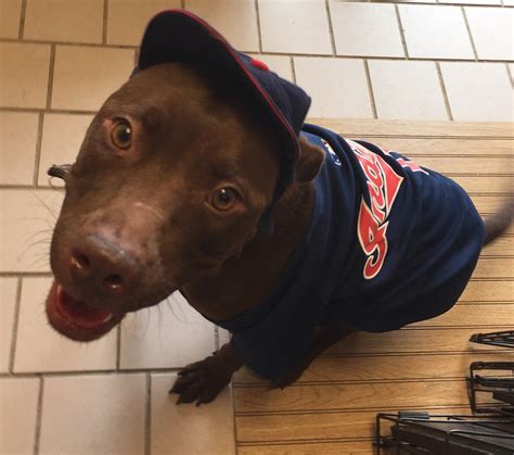 Cuyahoga County Animal Shelter naming dogs for Tribe players in a play for home | cleveland.com