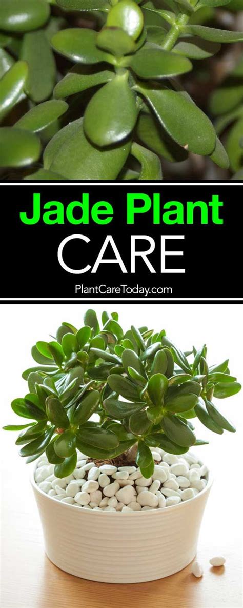 How To Care For and Grow The Jade Plant: Video | Jade plant care ...