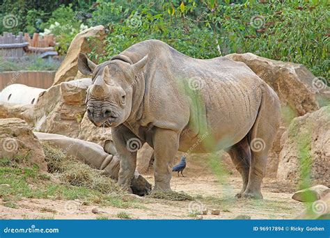 Rhino in a zoo stock photo. Image of natural, bird, strength - 96917894