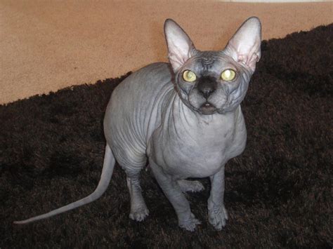 10 Best Sphynx Cat Names