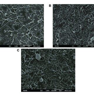 Electron micrographs of PLGA nanoparticles prepared at different oil... | Download Scientific ...