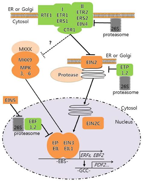 Frontiers | Novel connections and gaps in ethylene signaling from the ER membrane to the nucleus ...