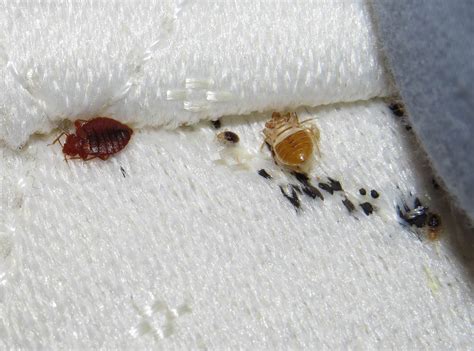 Effective Bed Bug Extermination: Heat Treatment vs Chemical Treatment - Left Hand Traffic