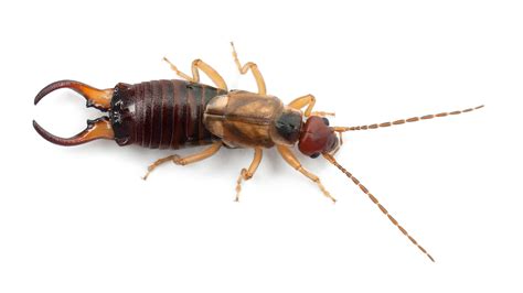 Earwigs - Environmental Factor