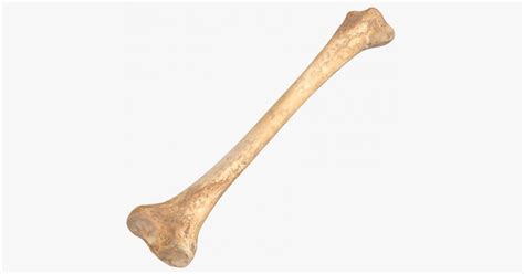 3D Human Tibia Bone 01 model