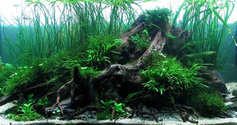 aquascape diy waterfall kit Planted Aquarium, Aquarium Nano, Aquarium ...