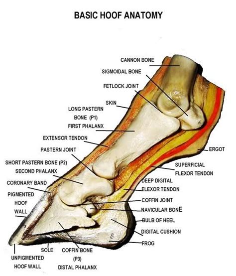 The American Cowboy Chronicles: Horse Diagrams - The Hoof Equine Care, Hoof Care, Horse Crazy ...