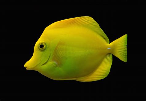 Yellow Tang Reaches Astounding New Market Price | Reef Builders | The Reef and Saltwater ...