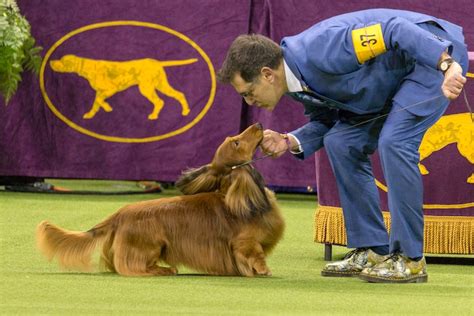 Popular Dog Breeds to Never Win Best In Show at Westminster