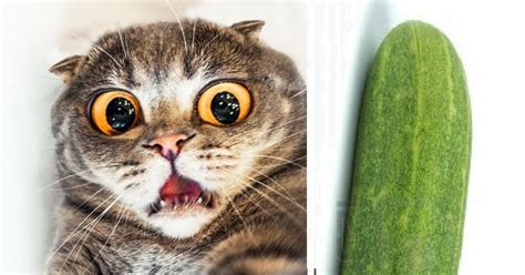 Rejoice! We Finally Know Why Cats Are So Afraid Of Cucumbers! | Funny animals, Cats and ...