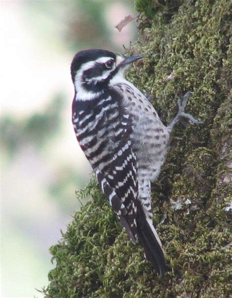 Nuttall's Woodpecker - BirdForum Opus | BirdForum