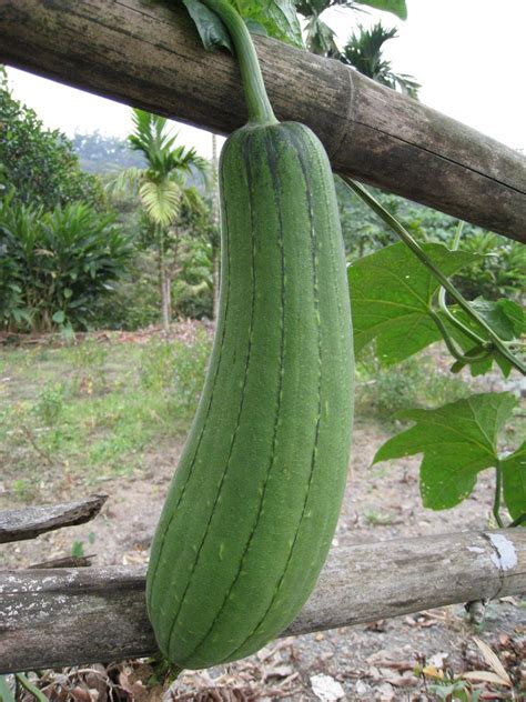 Fruits and Vegetables in the Philippine Folk Song "Bahay Kubo" (Nipa Hut) - Delishably