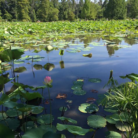 Kenilworth Aquatic Gardens - Adventures in DC