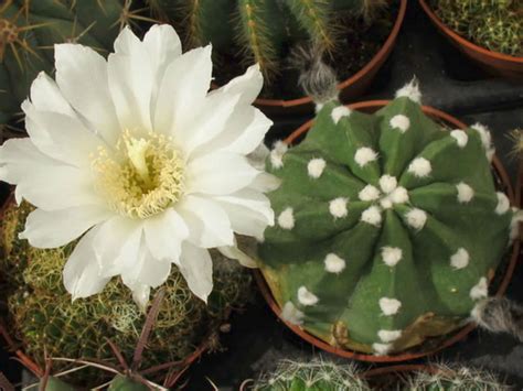 Echinopsis subdenudata - Easter Lily Cactus | World of Succulents