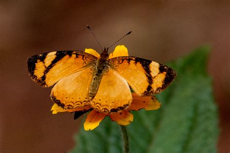 Argentine Butterflies 1, Iguazú National Park, Argentina