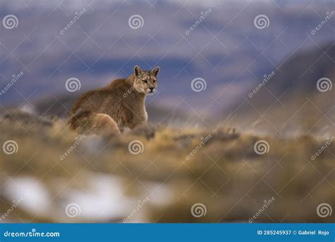 Puma Walking in Mountain Environment, Torres Del Paine National Park ...