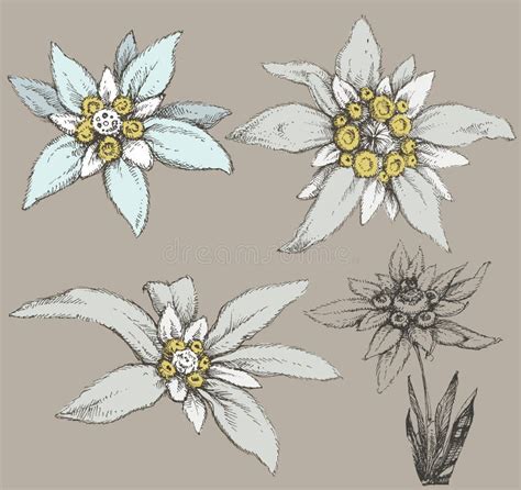 Edelweiss Flower Stock Illustrations – 1,258 Edelweiss Flower Stock ...