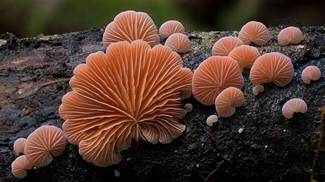 Closeup View Of Fungus Mushrooms On Tree Trunk In Blur Background HD ...