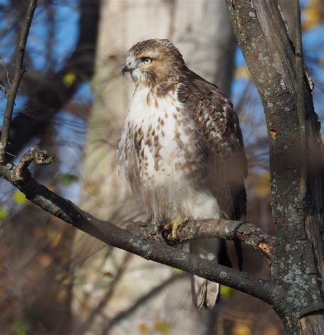 Swainson's Hawk? - Help Me Identify a North American Bird - Whatbird ...