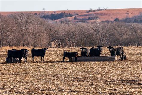 Cattle Chat: Maintaining weight in times of high nutritional demands