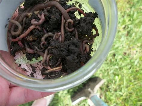 White Worms In Compost? Here’s What To Do About It | Will It Compost