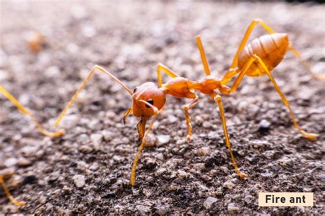 Fire Ants Facts: Dangers + Where They Live - PestWeek