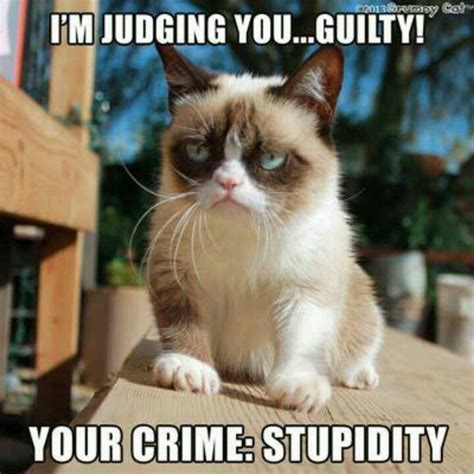 tard the grumpy cat no | Tard The Grumpy Cat Grumpy Cat Quotes, Cat Jokes, Grumpy Cat Humor ...